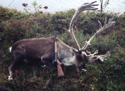 Cecil's 2nd Caribou - 314 0/8